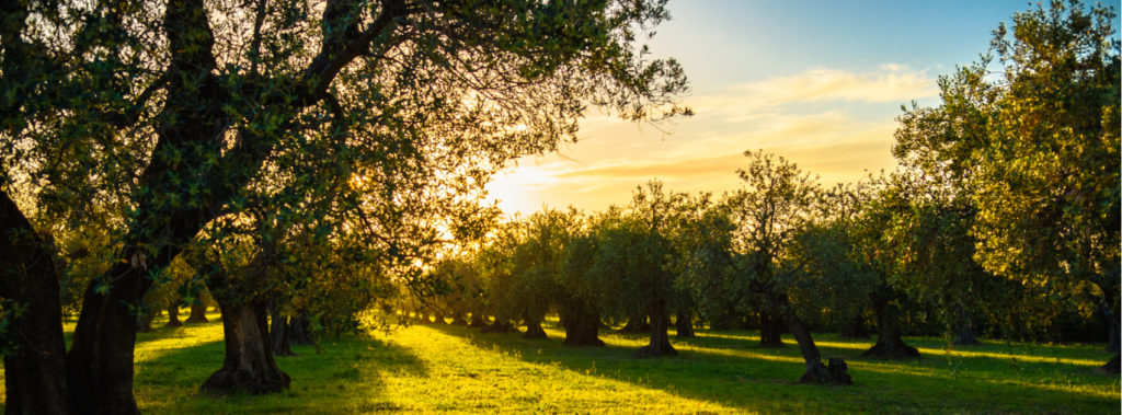 Green olive tree lit by sunlight