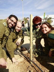 Olive tree soldiers