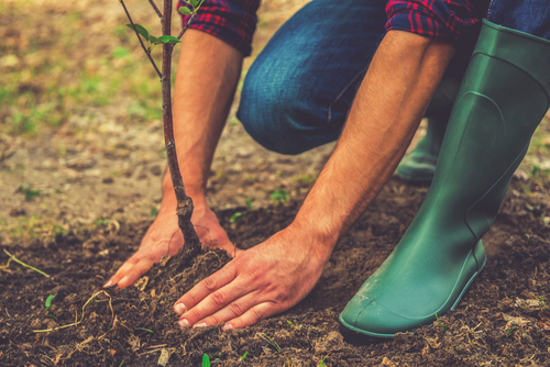 planting tree