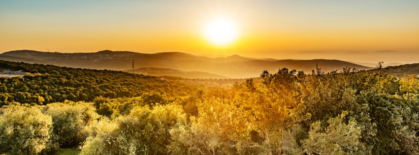 Olive tree grove at sunset