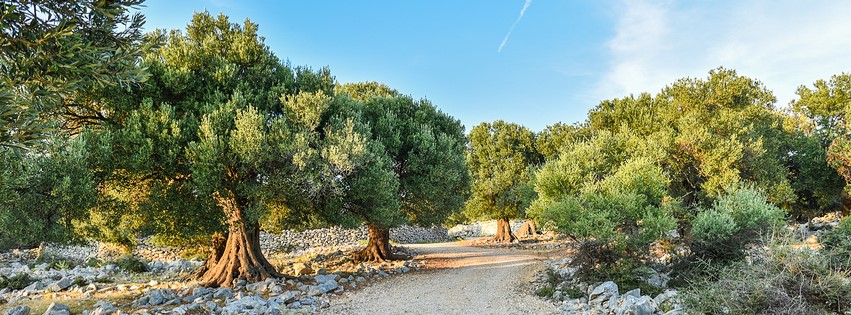 Olive trees in a grove