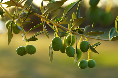 detail of olive branc