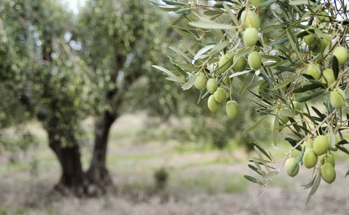 Olive Trees Biblical Inspiration Sponsor An Tree In Israel