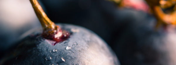 What’s the Importance of the Seven Species of the Bible?