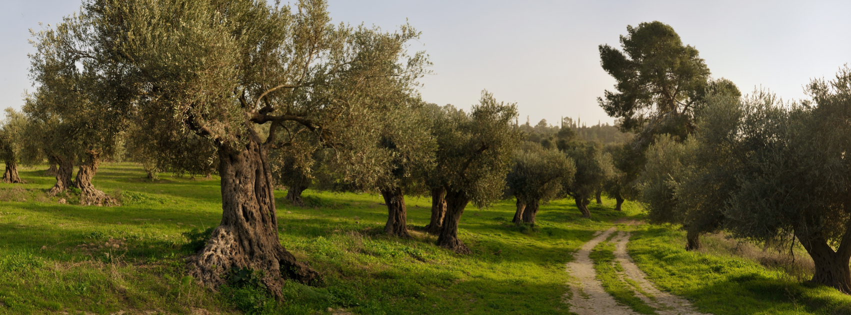 Why Plant Trees to Remember Holocaust Victims and