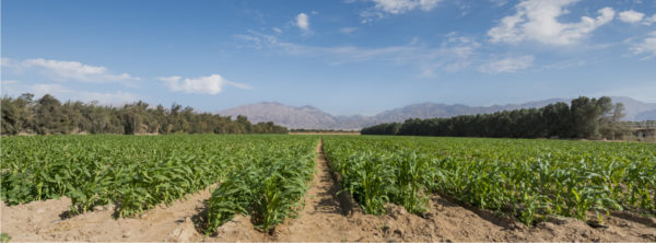 Pioneers in Technology: How Farming in Israel Helps the Environment