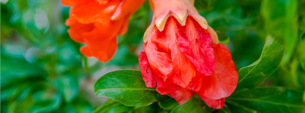 Pomegranate flowers before the fruit set, one of the biblical "7 species"