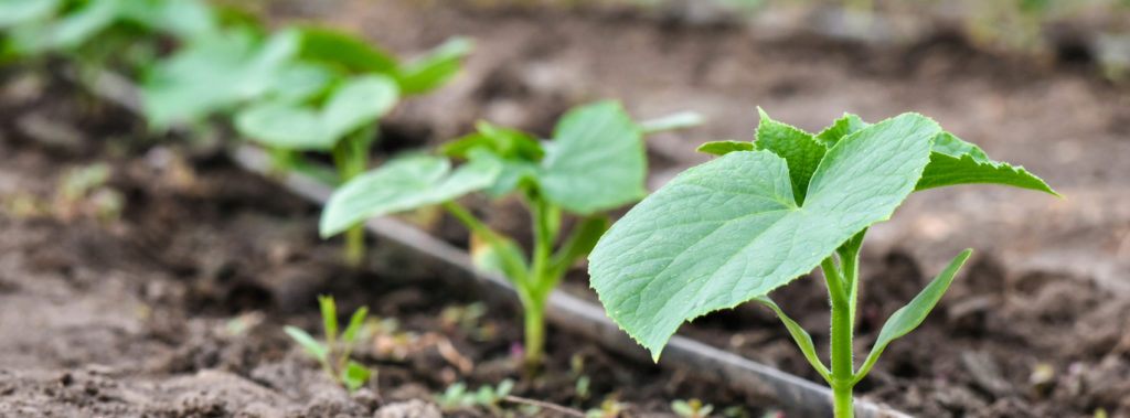 Drip irrigation as an example of sustainable agriculture