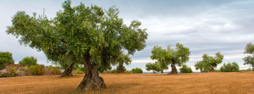 Psalm 52 describes the symbolism of the olive tree