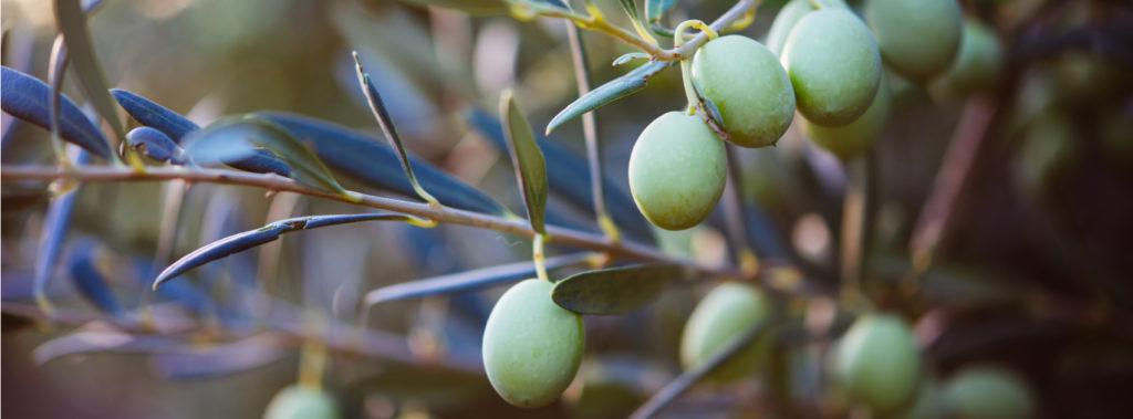 shutterstock_330417665 Olive branches