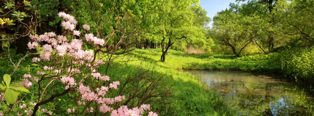 Pond, trees, flowers