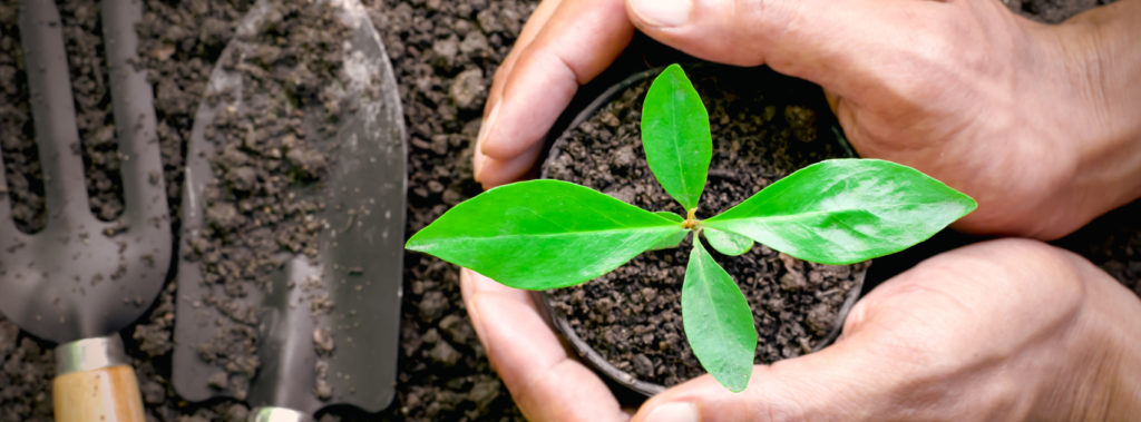 Celebrating Israel's Arbor Day