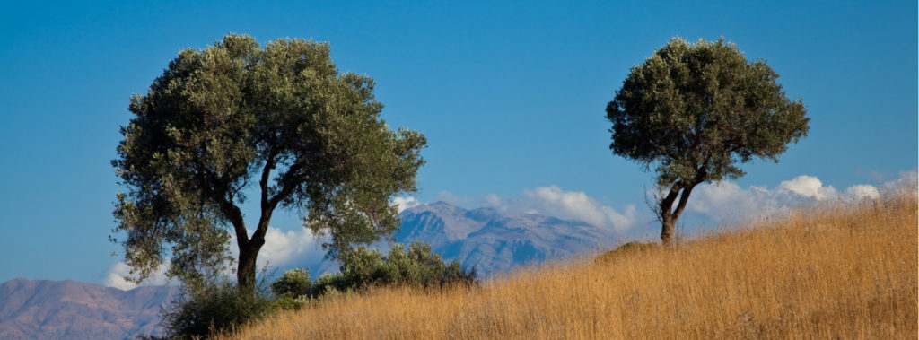 Two olive trees in the Bible