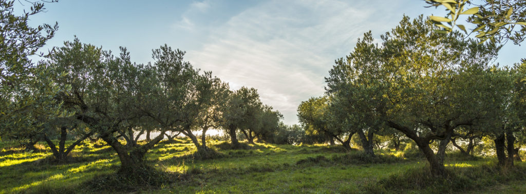 rows of trees