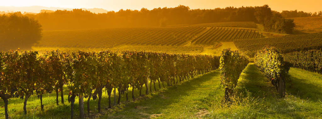 A vineyard at sunrise representing vineyards in scripture.