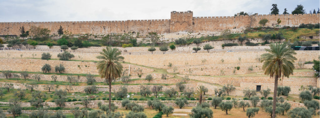 King's Valley olive groves