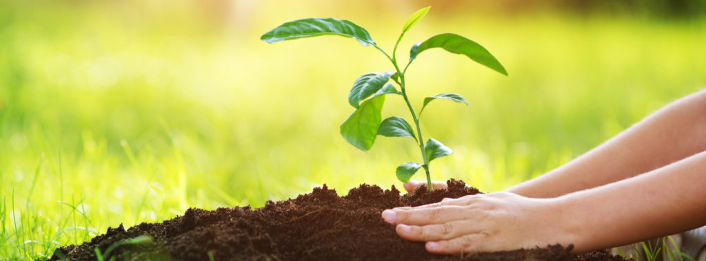 hands planting patting down soil