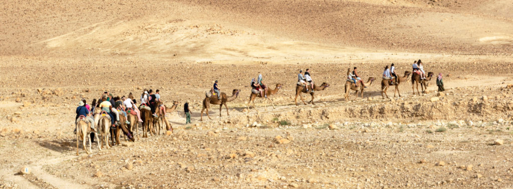 Group riding camels through desert of Israel.