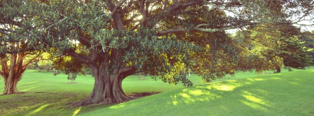 Fig tree, similar to the one featured in the Parable of the Fig Tree.