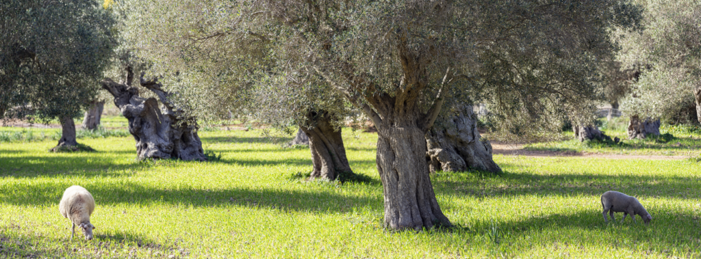 olive trees golan heights