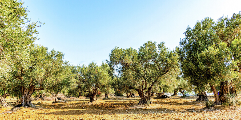 olive trees YOU sponsor