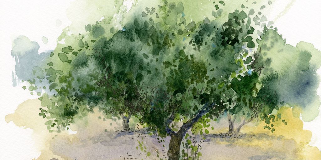 Watercolor landscape of an olive tree grove.
