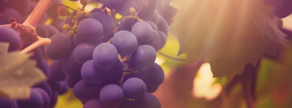 Close-up of blue grapes with sun shining through the leaves.