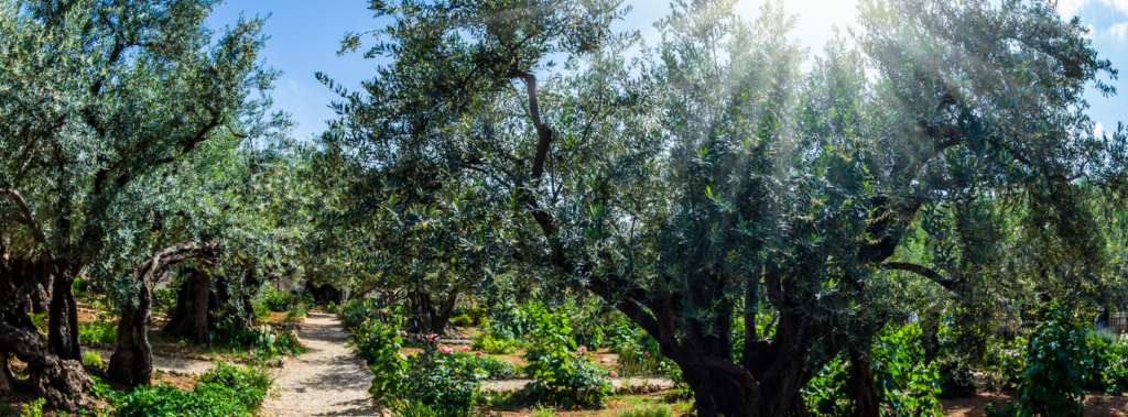 olive trees