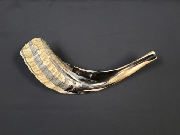 Ram's Horn Shofar