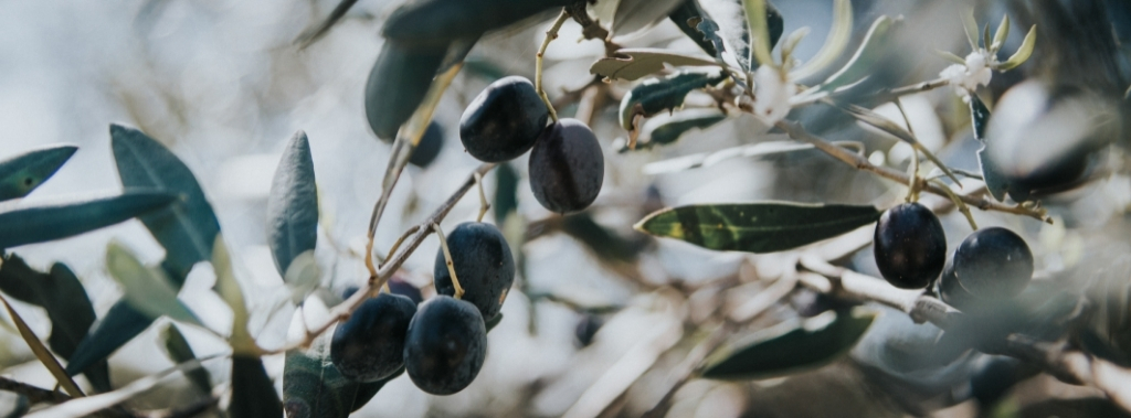 Close-up of olive branch.