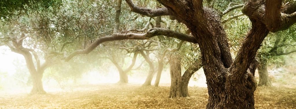 Grove of old olive trees with sunlight shining in background.