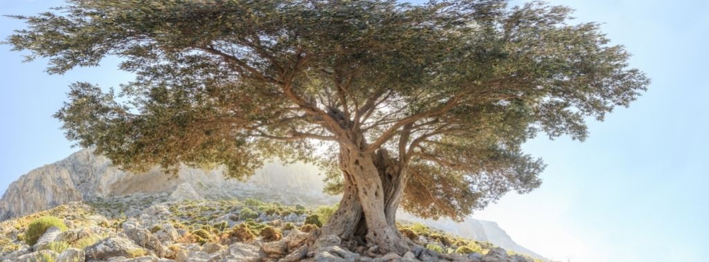Panoramic view of centuries-old olive tree as concept for Bible verse about an olive tree flourishing in the house of God.