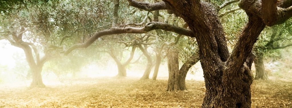 Grove of old olive trees.